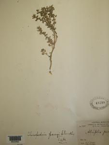 Herbarium Sheet of US 48299